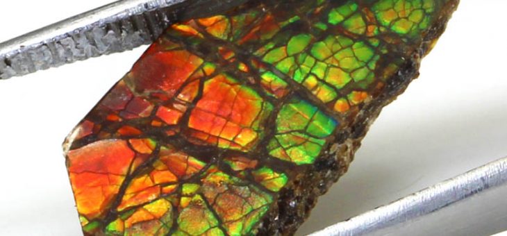 Gemme biogénique, qu’est ce que l’Ammolite ?